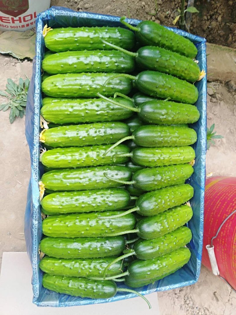 旱黄瓜，脆甜可口，大量供应