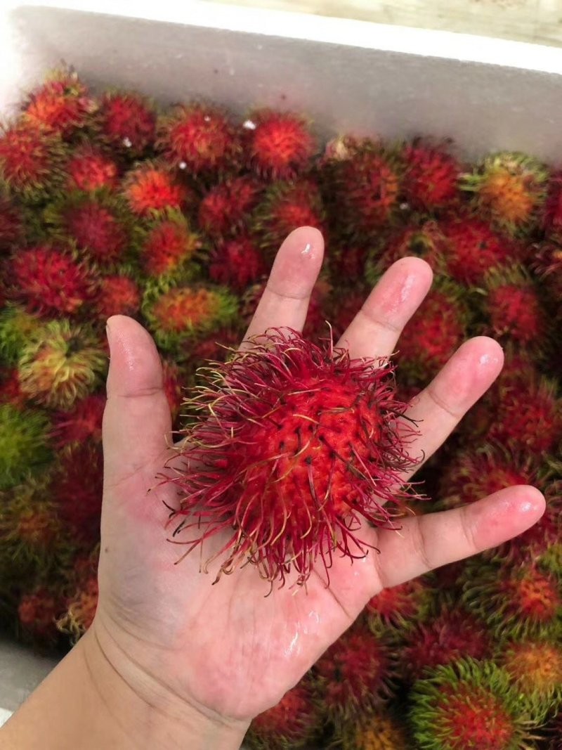 泰国红毛丹4斤包邮