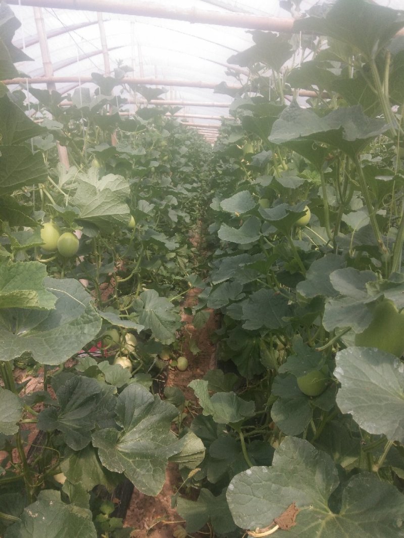 雪丽人甜瓜大量岀售糖度18-19货源充足欢迎批发