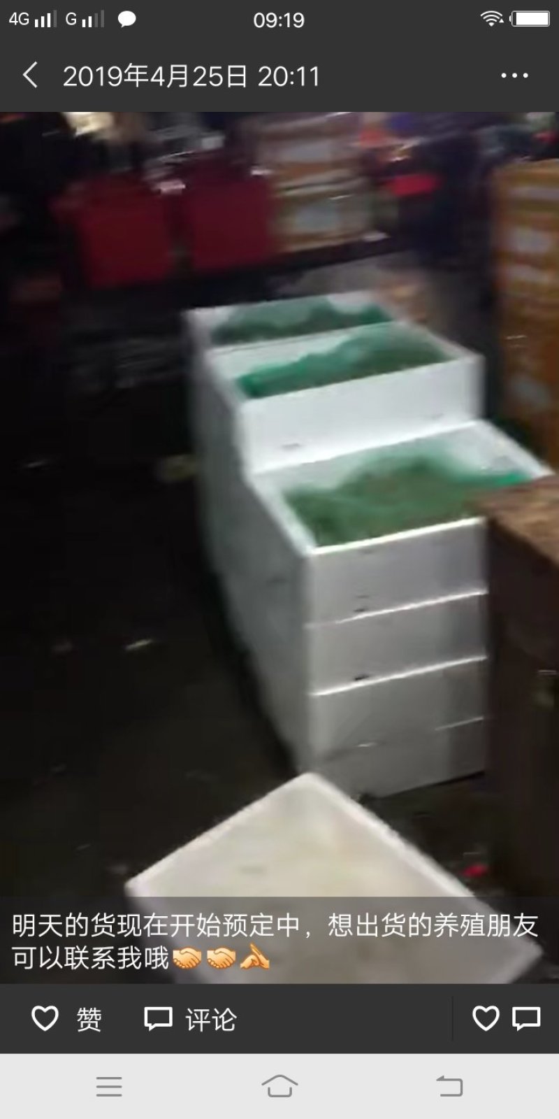 蝌蚪苗