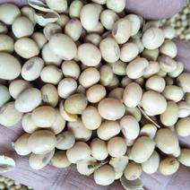河北高蛋白优质大豆，毛粮，净粮