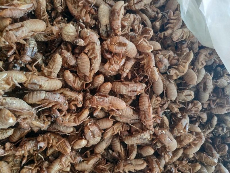 蝉蜕大蝉蜕虫蜕水洗货干净