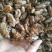 蝉蜕大蝉蜕虫蜕水洗货干净