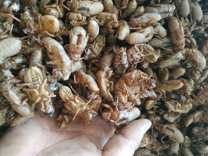 蝉蜕大蝉蜕虫蜕水洗货干净