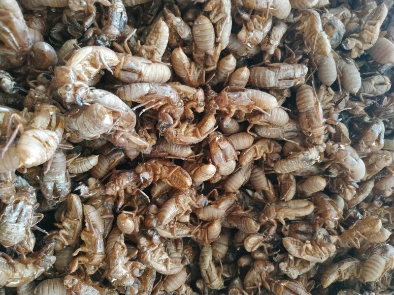 蝉蜕大蝉蜕虫蜕水洗货干净