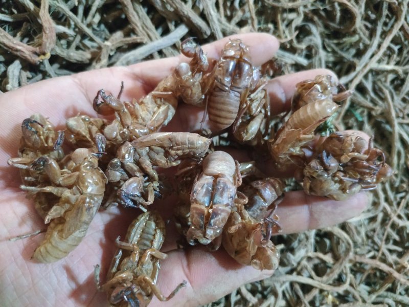 蝉蜕大蝉蜕虫蜕水洗货干净