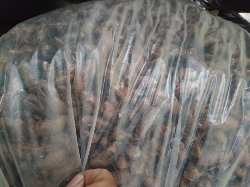 蝉蜕大蝉蜕虫蜕水洗货干净