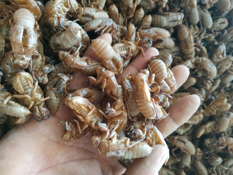 蝉蜕大蝉蜕虫蜕水洗货干净