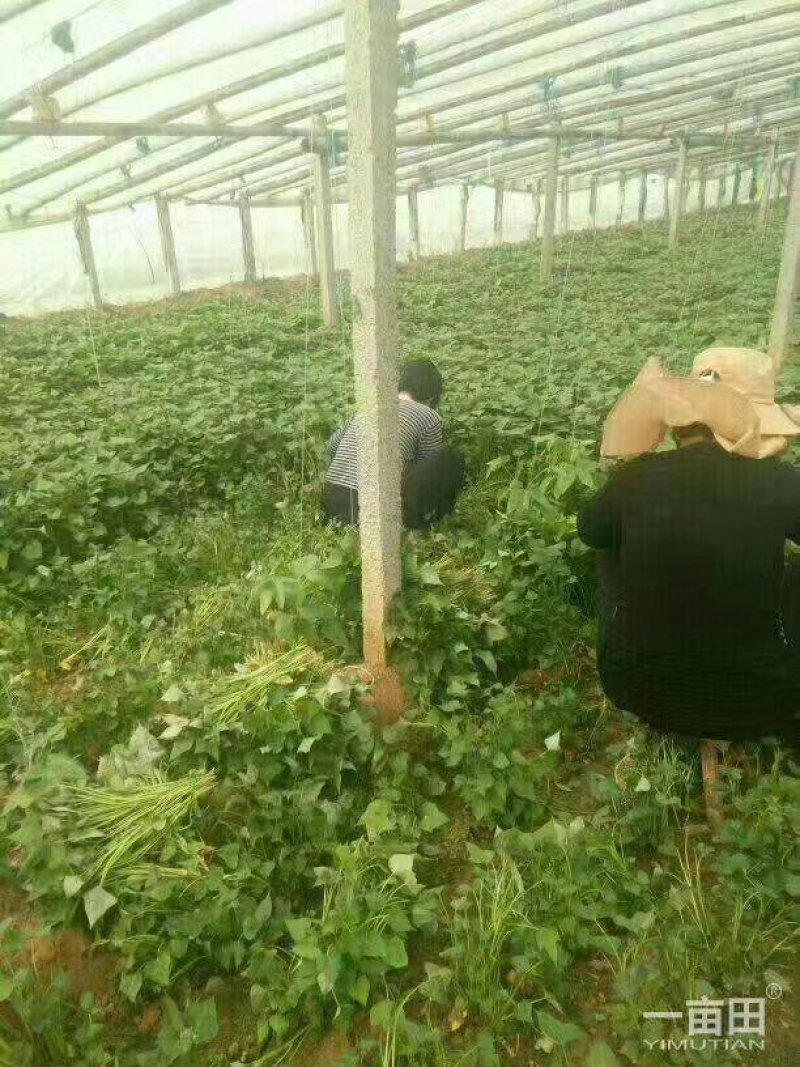商薯19红薯苗，西瓜红，徐薯32，济薯25，龙薯九号