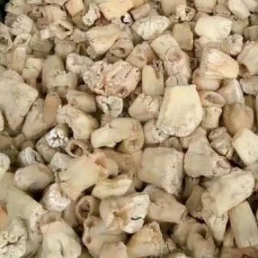 羊肚菌剪脚
