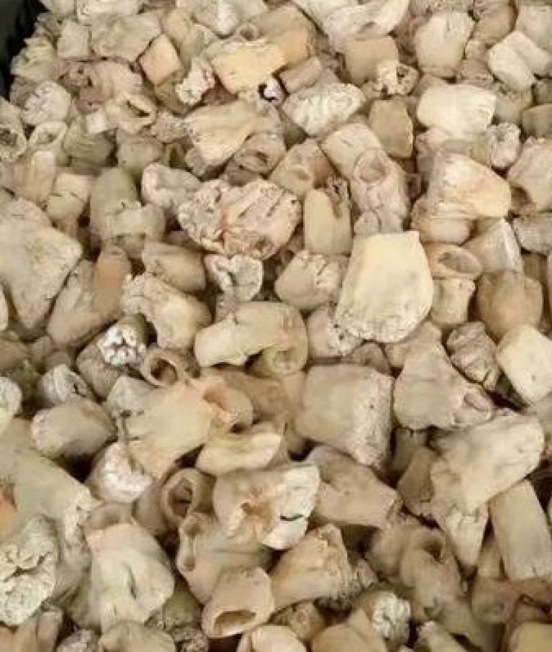 羊肚菌剪脚