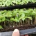 幌伞枫绿化小苗一手货源直发