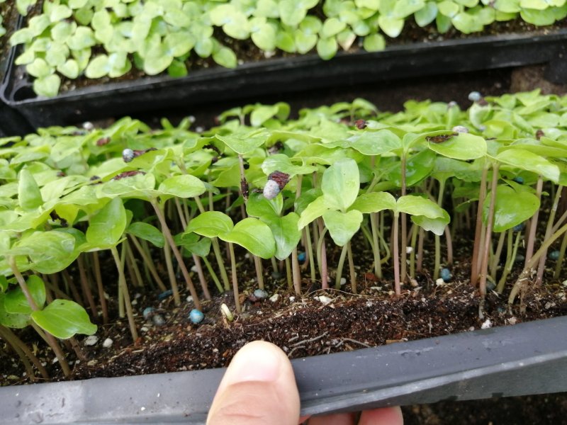 幌伞枫绿化小苗一手货源直发