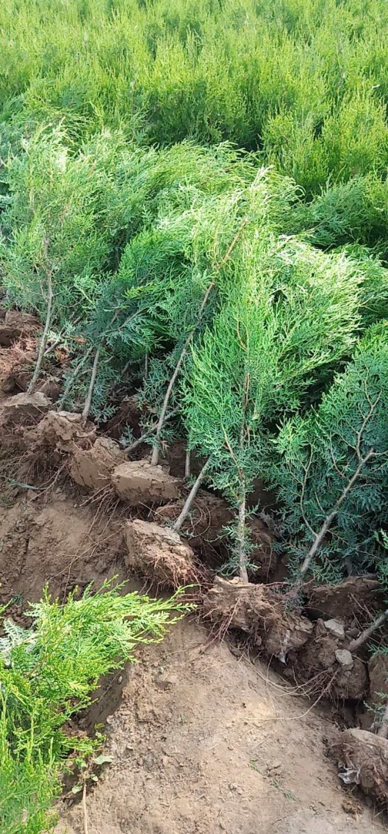 河北营养杯侧柏，0.8-1.2米。成活率高，适合雨季造林