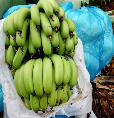 [香蕉批发]香蕉1.60元/斤 - 一亩田