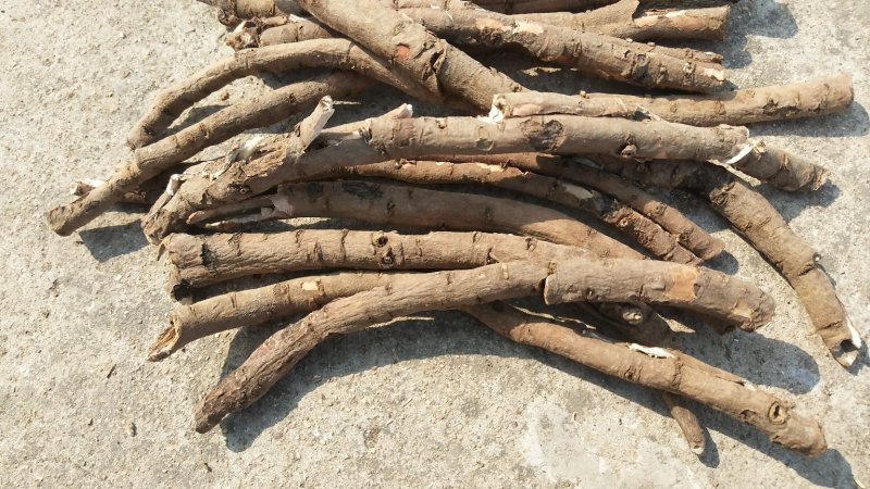 丹皮