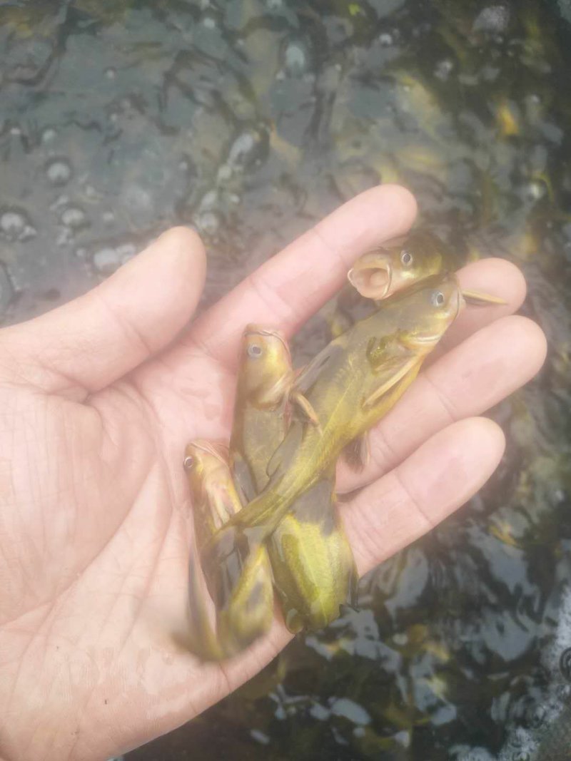 黄辣丁黄骨鱼苗支持全国发货量大送货上门