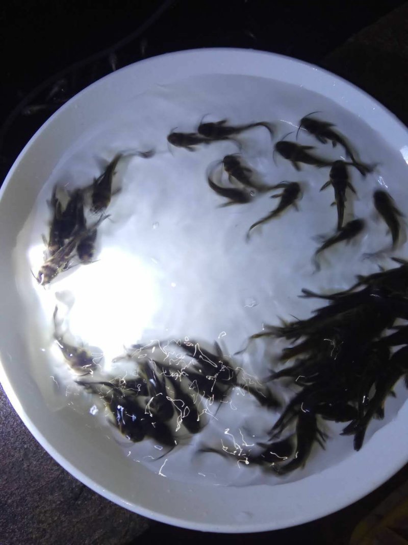 黄辣丁黄骨鱼苗支持全国发货量大送货上门