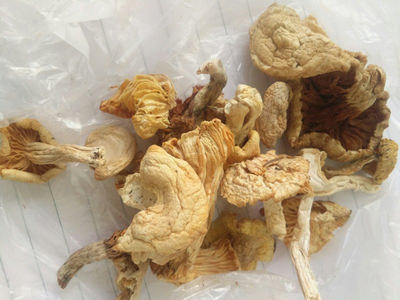野生白油蘑