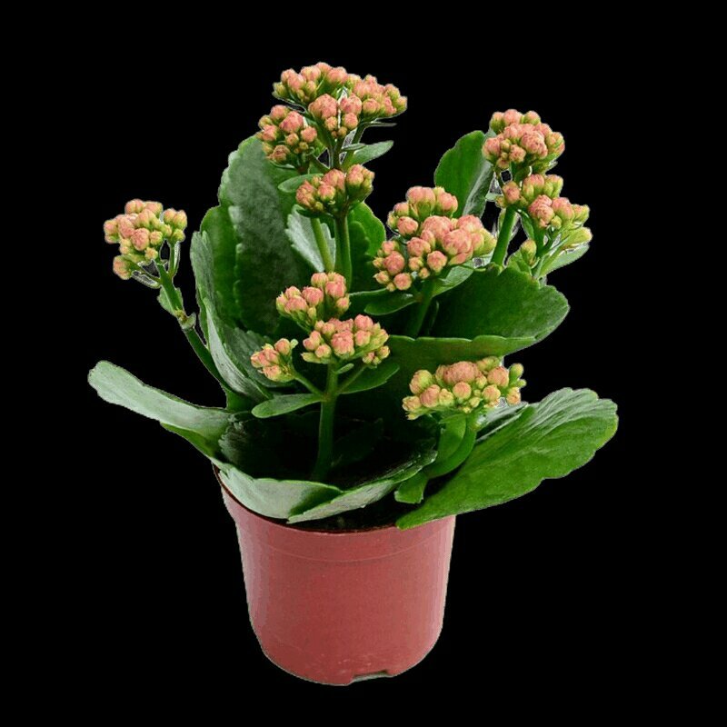 长寿花盆栽绿植植物办公室桌面花卉绿植防辐射净化空气室内植