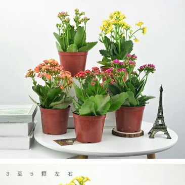 长寿花盆栽绿植植物办公室桌面花卉绿植防辐射净化空气室内植