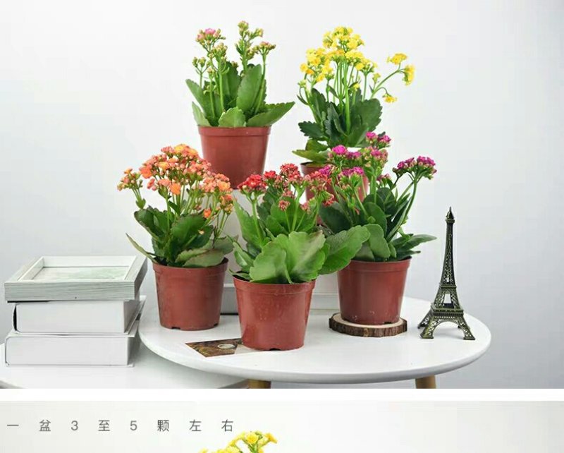 长寿花盆栽绿植植物办公室桌面花卉绿植防辐射净化空气室内植