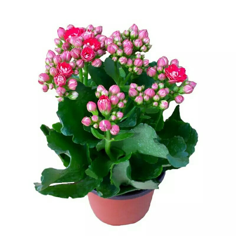 长寿花盆栽绿植植物办公室桌面花卉绿植防辐射净化空气室内植
