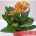 长寿花盆栽绿植植物办公室桌面花卉绿植防辐射净化空气室内植