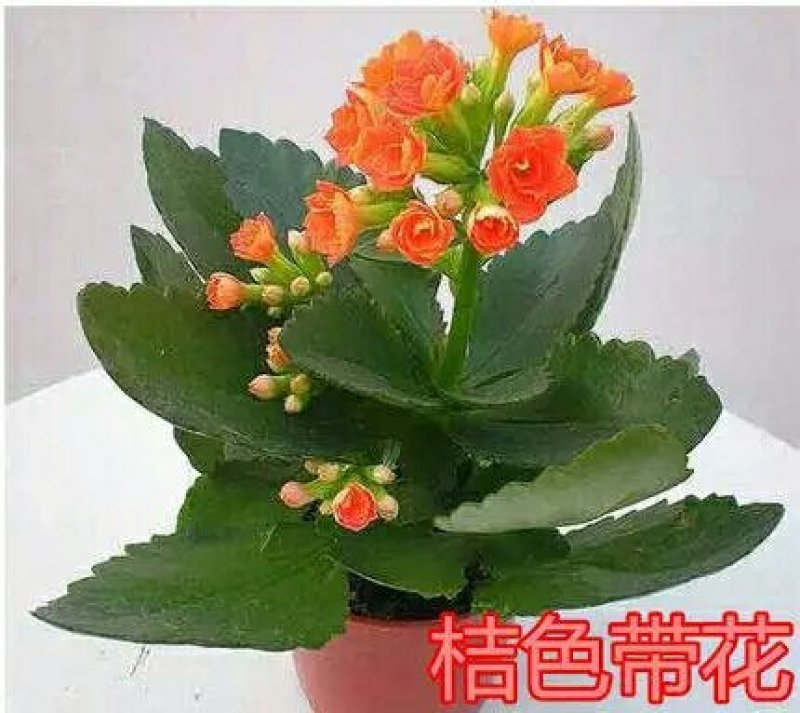 长寿花盆栽绿植植物办公室桌面花卉绿植防辐射净化空气室内植