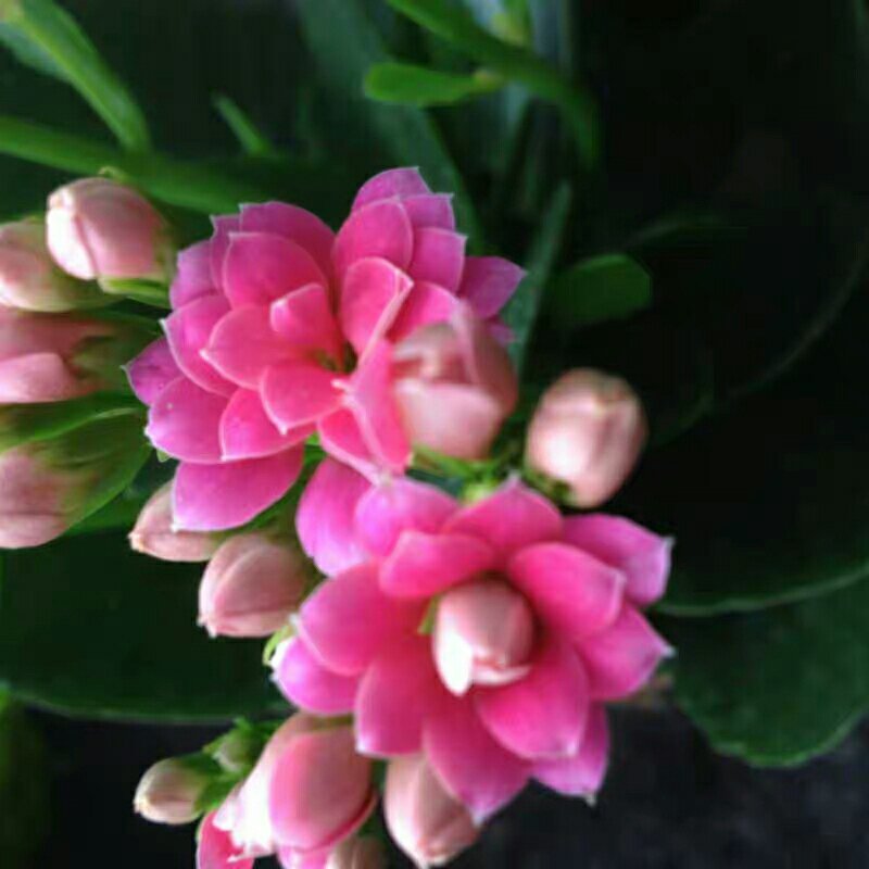 长寿花盆栽绿植植物办公室桌面花卉绿植防辐射净化空气室内植