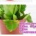 长寿花盆栽绿植植物办公室桌面花卉绿植防辐射净化空气室内植