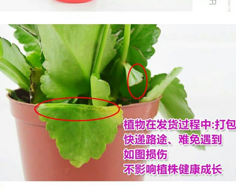 长寿花盆栽绿植植物办公室桌面花卉绿植防辐射净化空气室内植