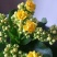 长寿花盆栽绿植植物办公室桌面花卉绿植防辐射净化空气室内植
