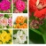 长寿花盆栽绿植植物办公室桌面花卉绿植防辐射净化空气室内植
