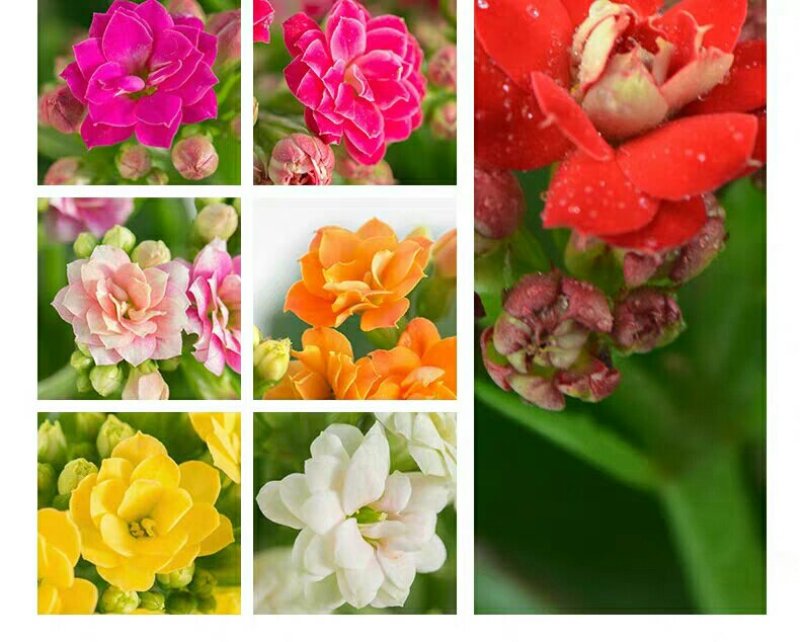 长寿花盆栽绿植植物办公室桌面花卉绿植防辐射净化空气室内植