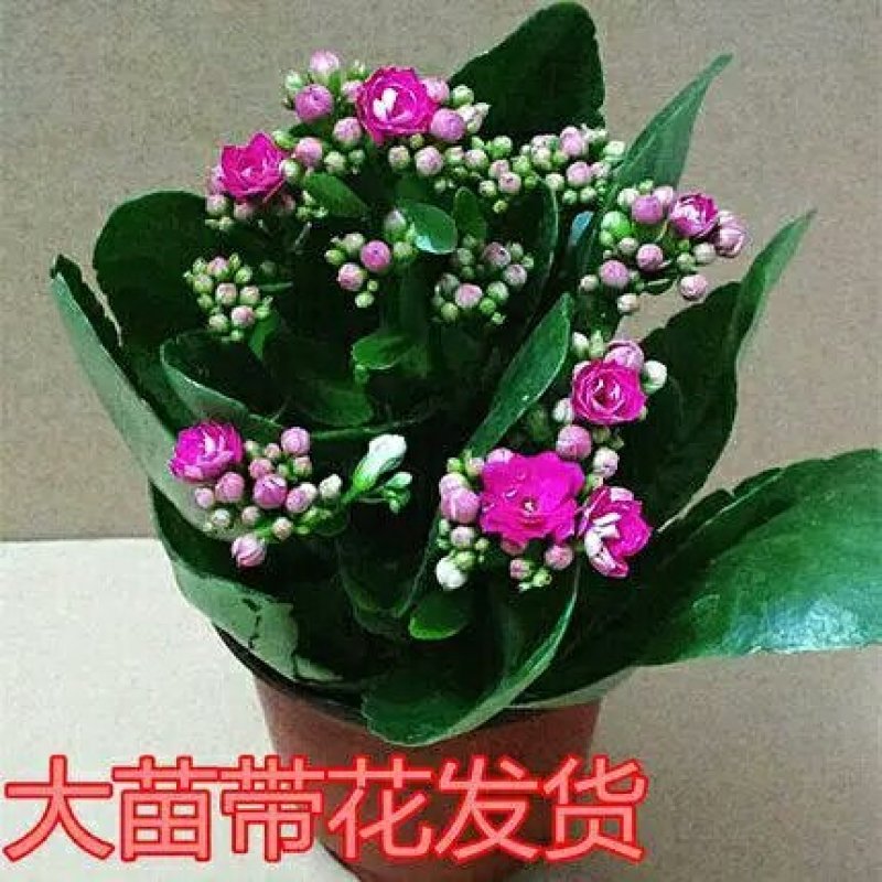 长寿花盆栽绿植植物办公室桌面花卉绿植防辐射净化空气室内植