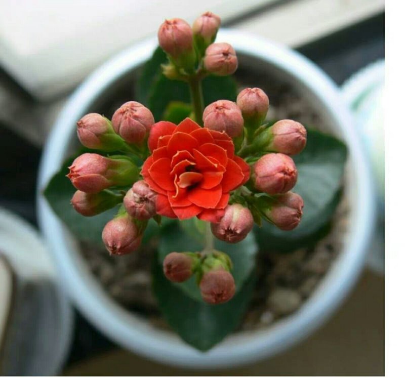 长寿花盆栽绿植植物办公室桌面花卉绿植防辐射净化空气室内植