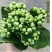 长寿花盆栽绿植植物办公室桌面花卉绿植防辐射净化空气室内植