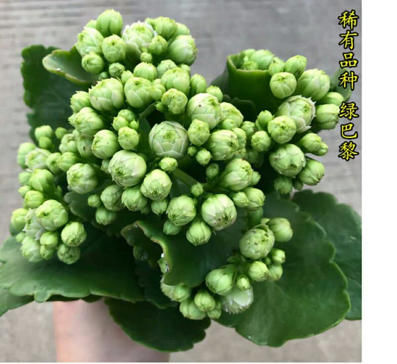 长寿花盆栽绿植植物办公室桌面花卉绿植防辐射净化空气室内植