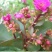 长寿花盆栽绿植植物办公室桌面花卉绿植防辐射净化空气室内植