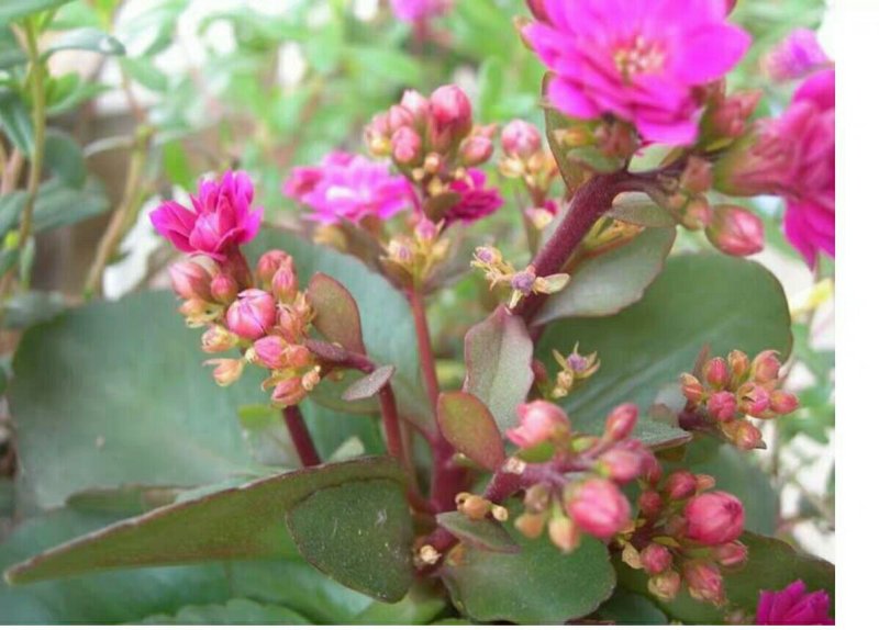 长寿花盆栽绿植植物办公室桌面花卉绿植防辐射净化空气室内植