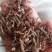 陇南节菖蒲