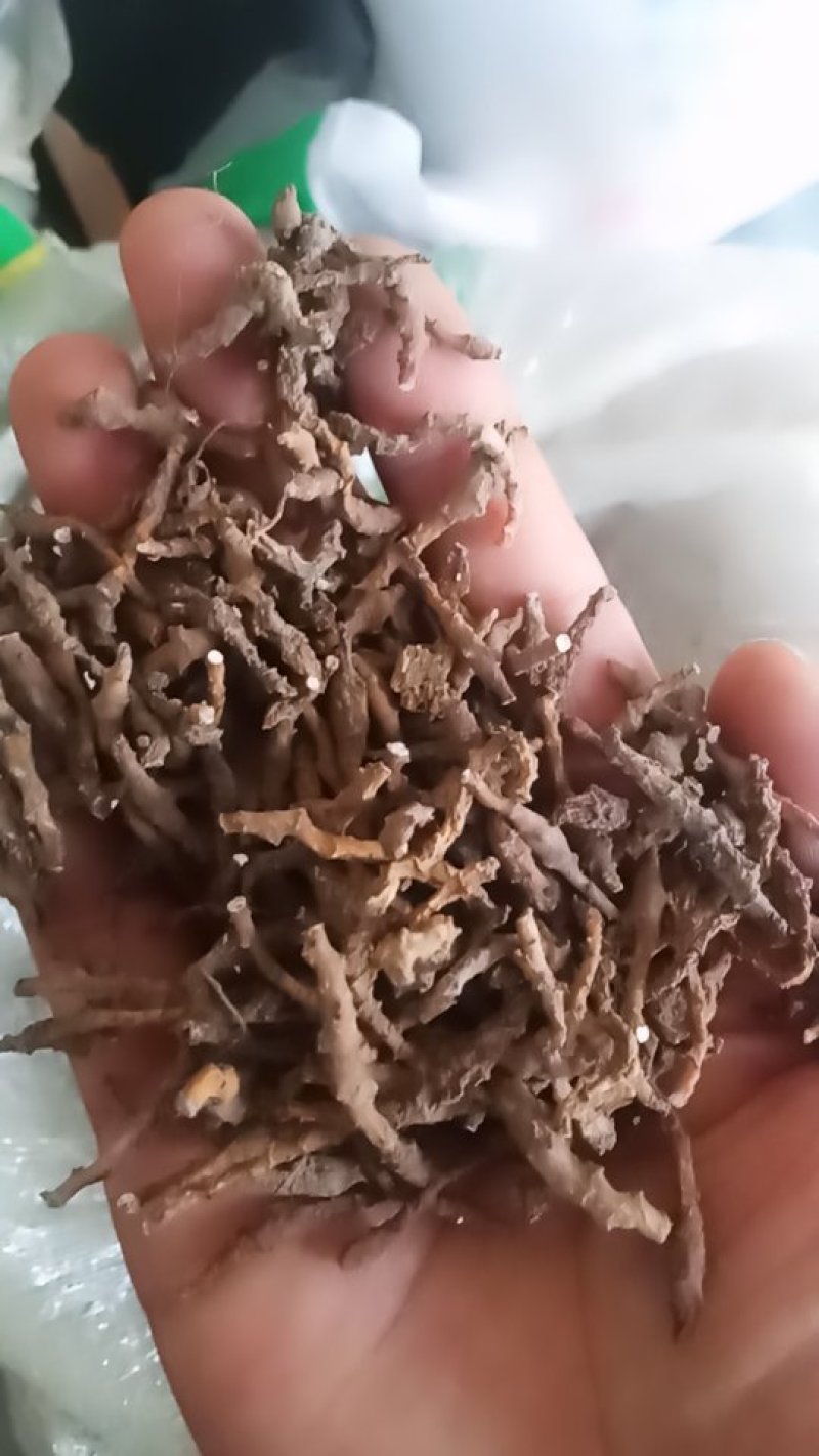 陇南节菖蒲