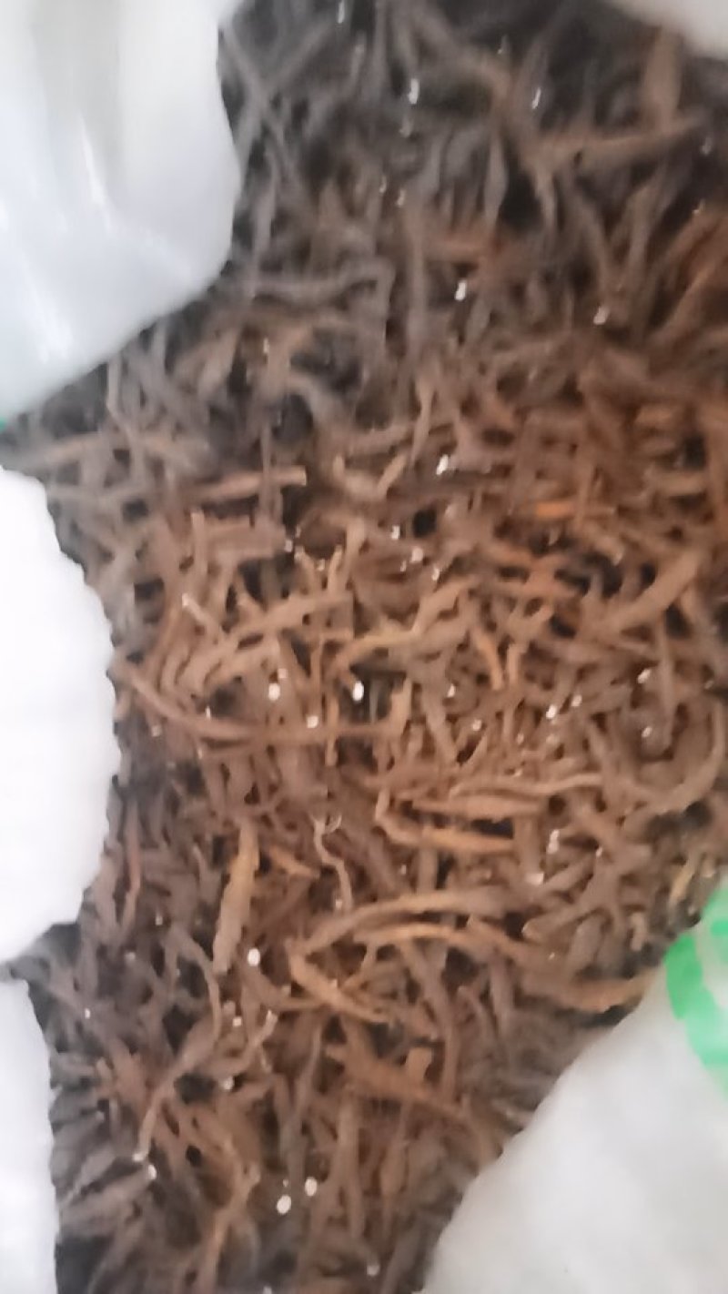 陇南节菖蒲
