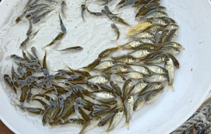 细磷鱼，提供养殖技术服务，量大可以免费送货。