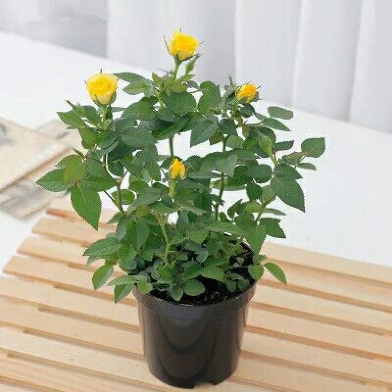 四季开花微型月季小盆栽迷你玫瑰花苗浓香型花卉多头玫瑰花