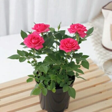 四季开花微型月季小盆栽迷你玫瑰花苗浓香型花卉多头玫瑰花
