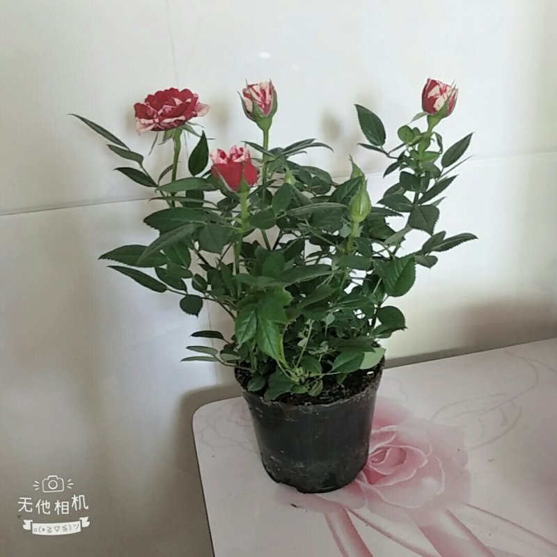 四季开花微型月季小盆栽迷你玫瑰花苗浓香型花卉多头玫瑰花
