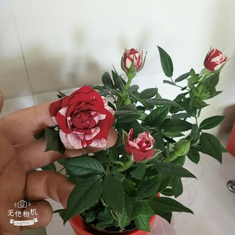 四季开花微型月季小盆栽迷你玫瑰花苗浓香型花卉多头玫瑰花