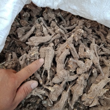 一年干白术，炕货，白茬，10吨
